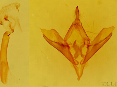 genitalia view of adult Callistege intercalaris