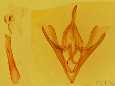 genitalia view of adult Callistege diagonalis