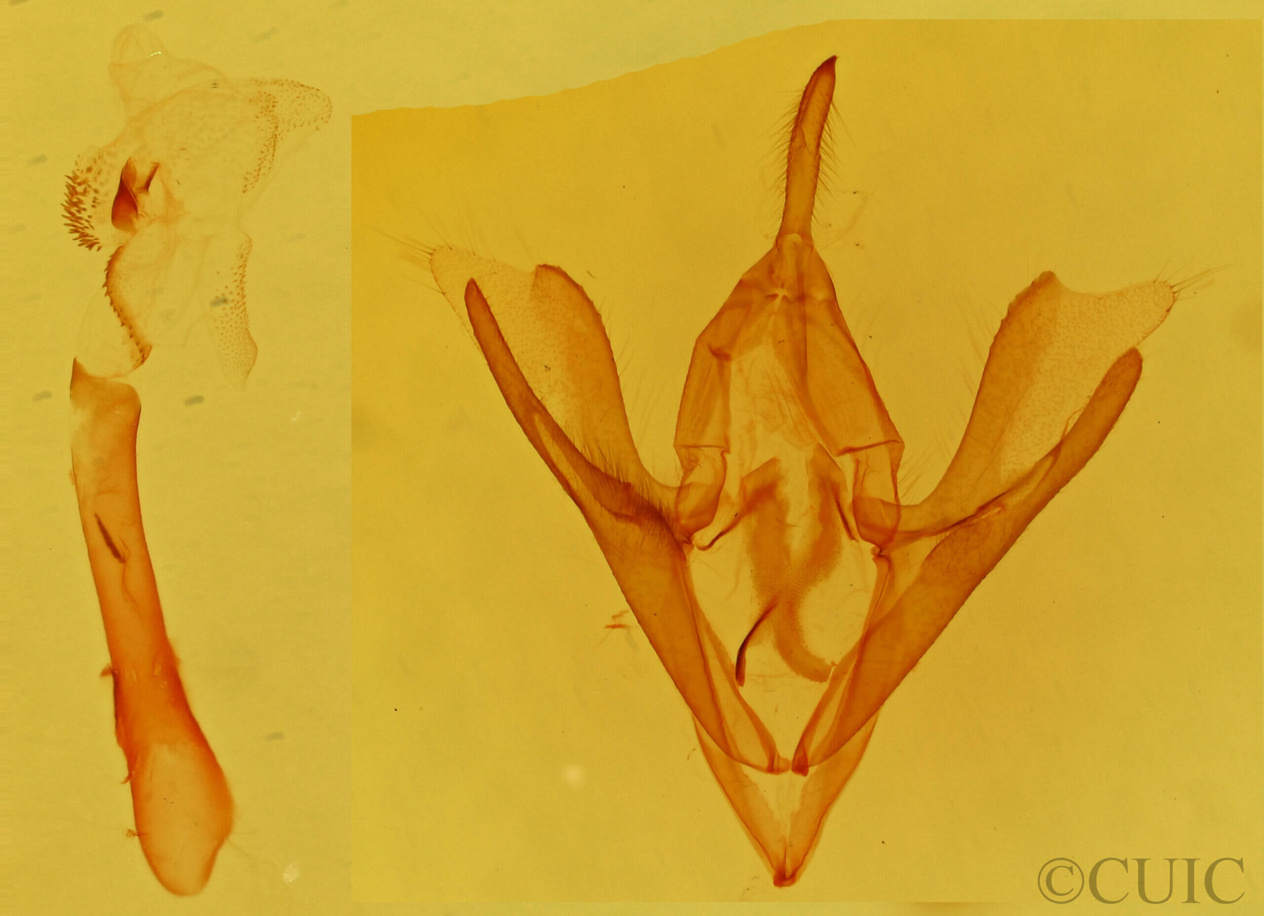 genitalia view of adult Callistege diagonalis
