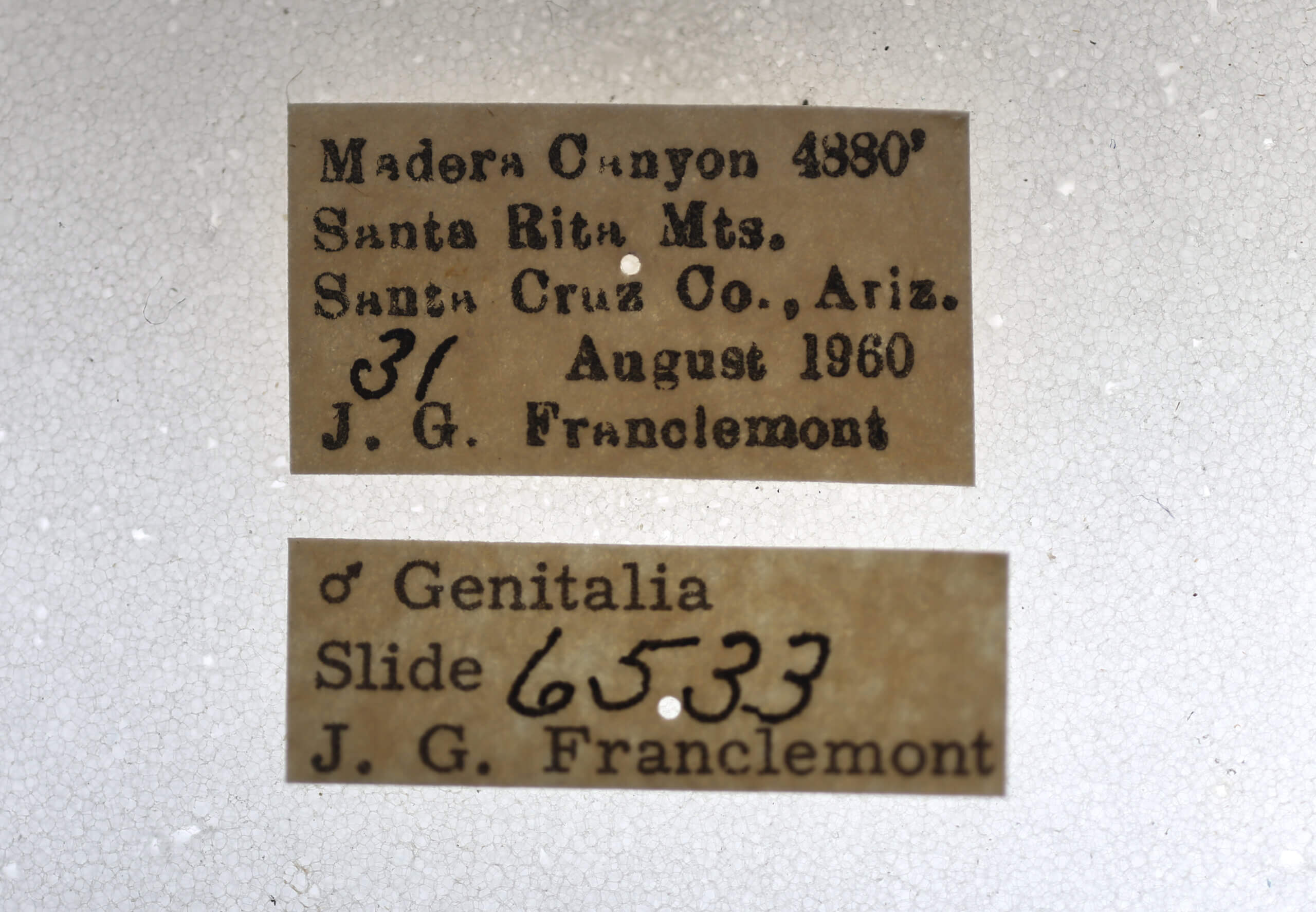 label view of adult Callistege triangula
