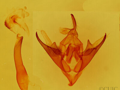 genitalia view of adult Callistege triangula