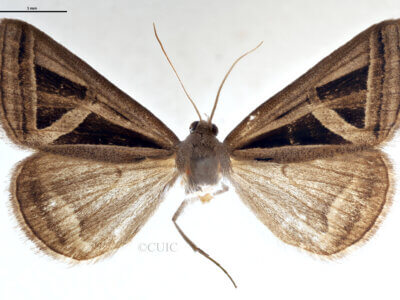 dorsal view of adult Callistege triangula