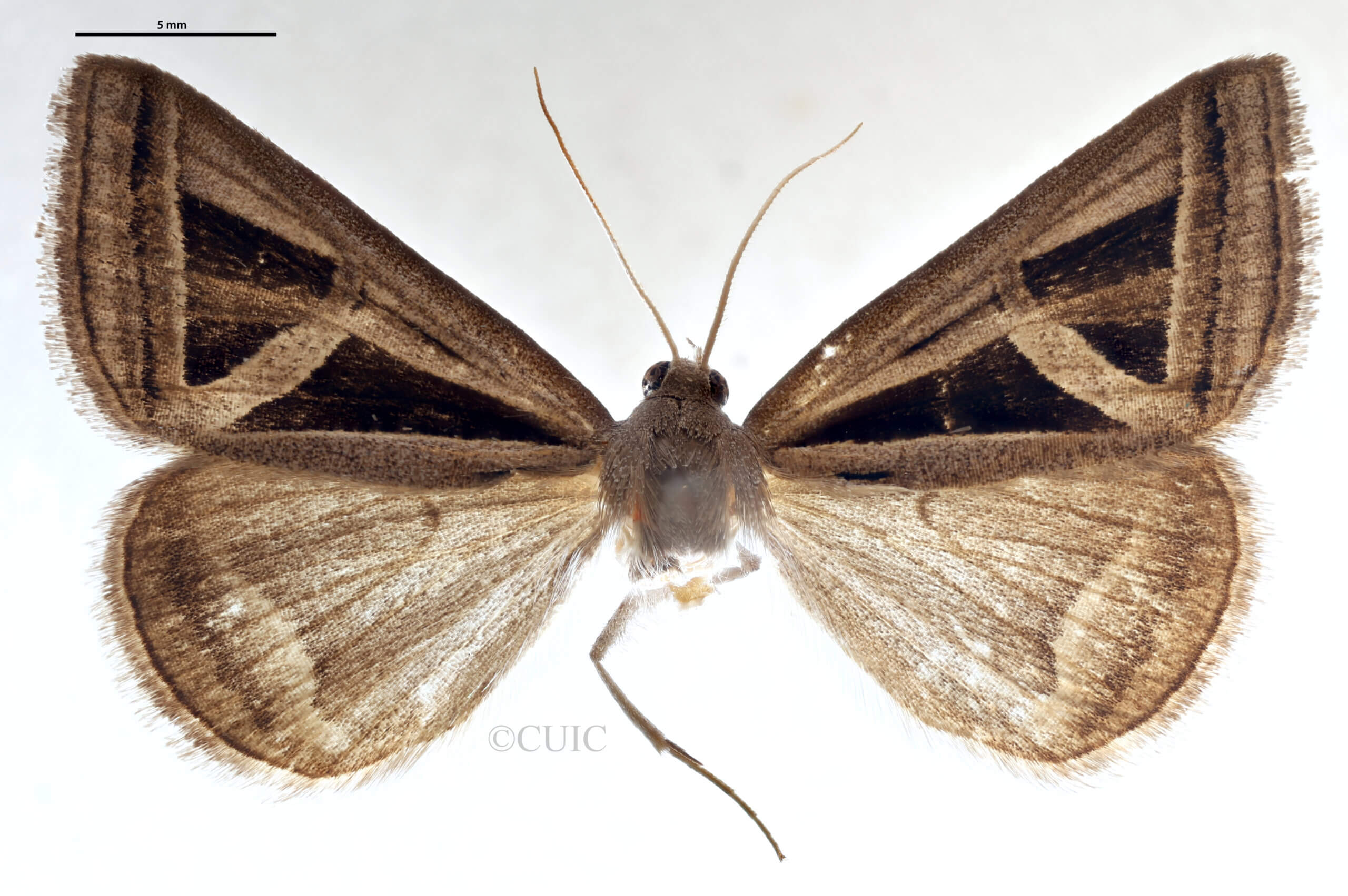 dorsal view of adult Callistege triangula