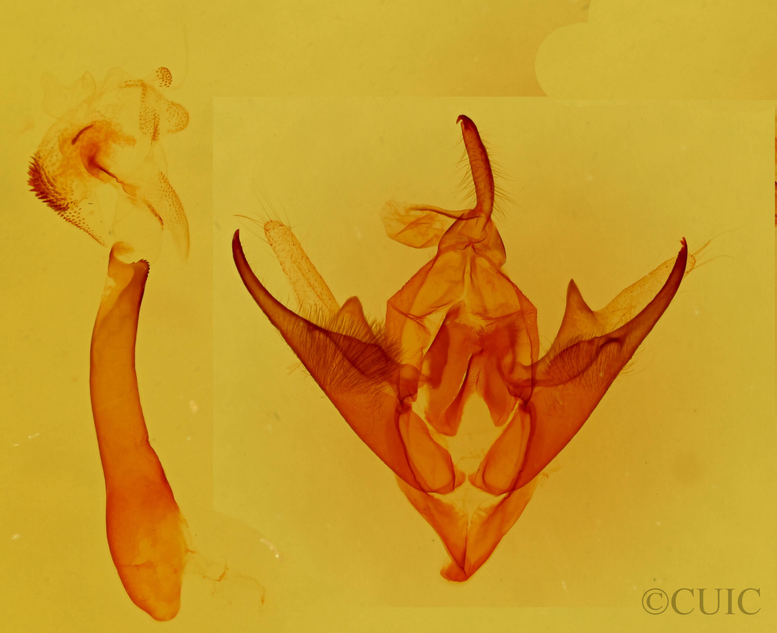 genitalia view of adult Callistege triangula