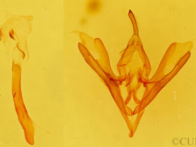 genitalia view of adult Callistege triangula