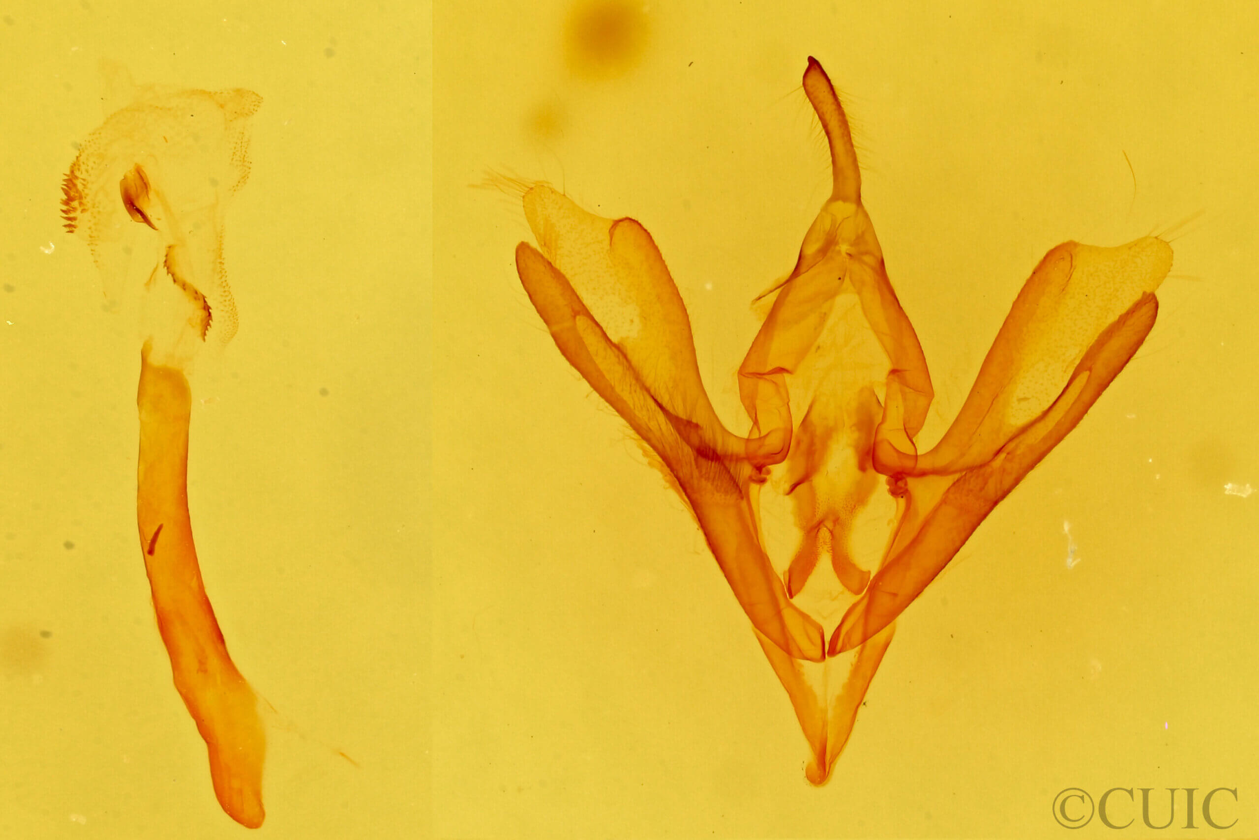 genitalia view of adult Callistege triangula