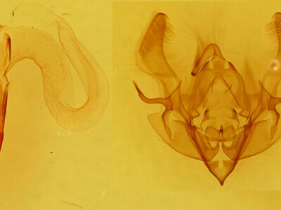 genitalia view of adult Hemieuxoa rudens