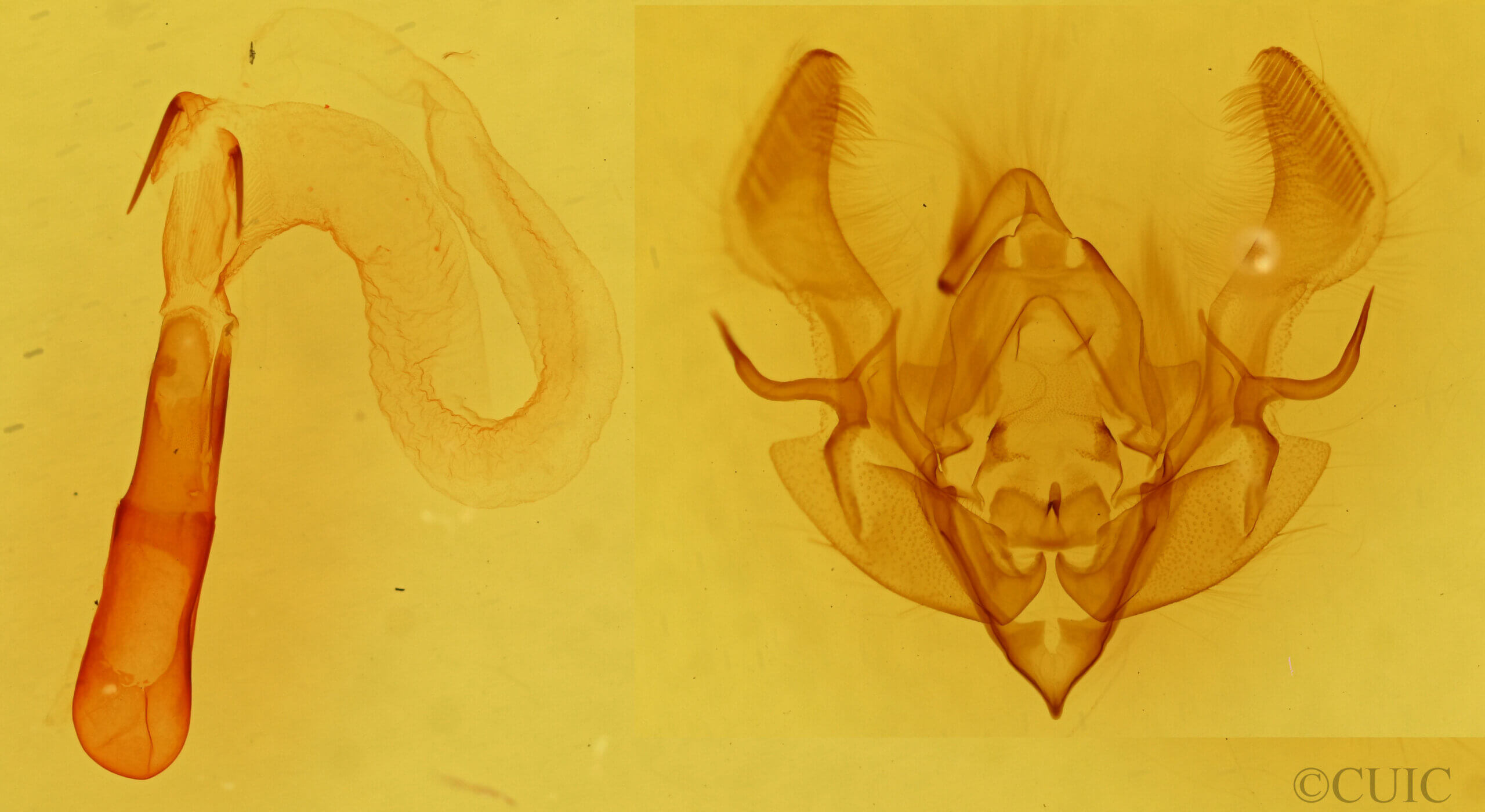 genitalia view of adult Hemieuxoa rudens