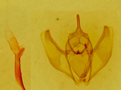 genitalia view of adult Caripeta pulcherrima