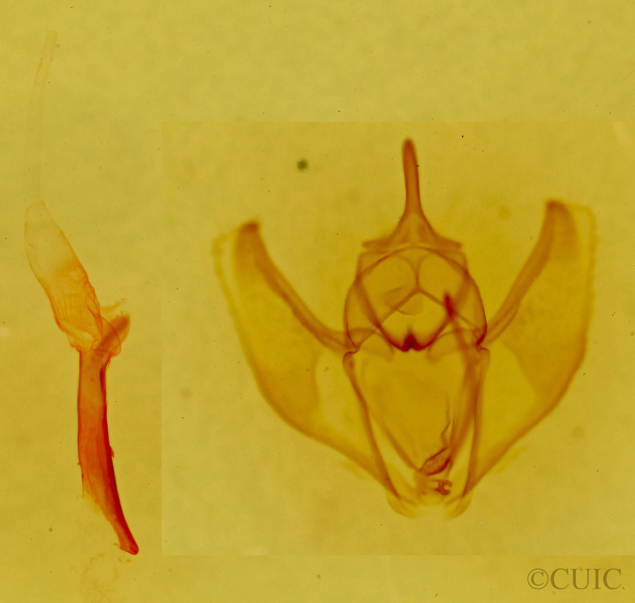 genitalia view of adult Caripeta pulcherrima