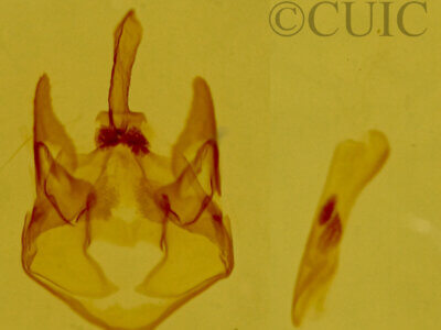 genitalia view of adult Trocodima fuscipes