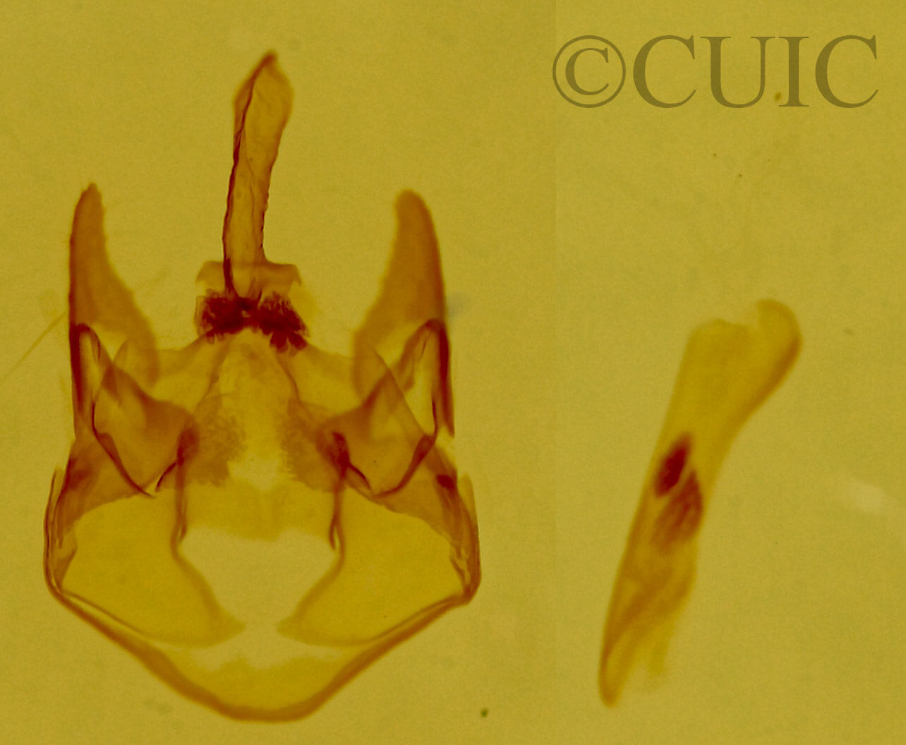 genitalia view of adult Trocodima fuscipes