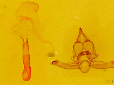 genitalia view of adult Carales arizonensis