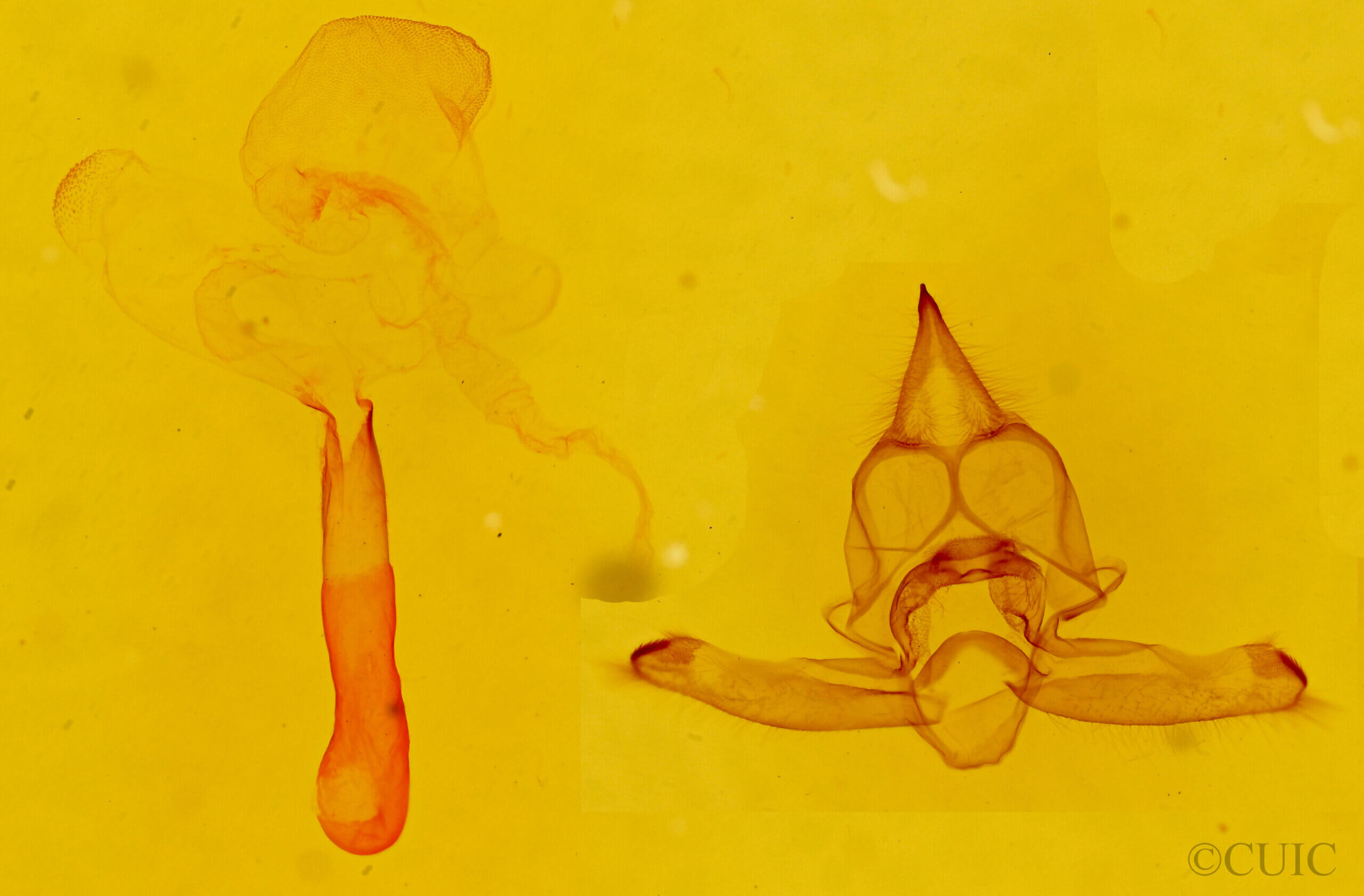 genitalia view of adult Carales arizonensis