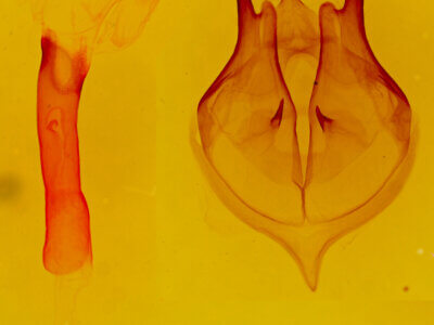 genitalia view of adult Bertholdia trigona