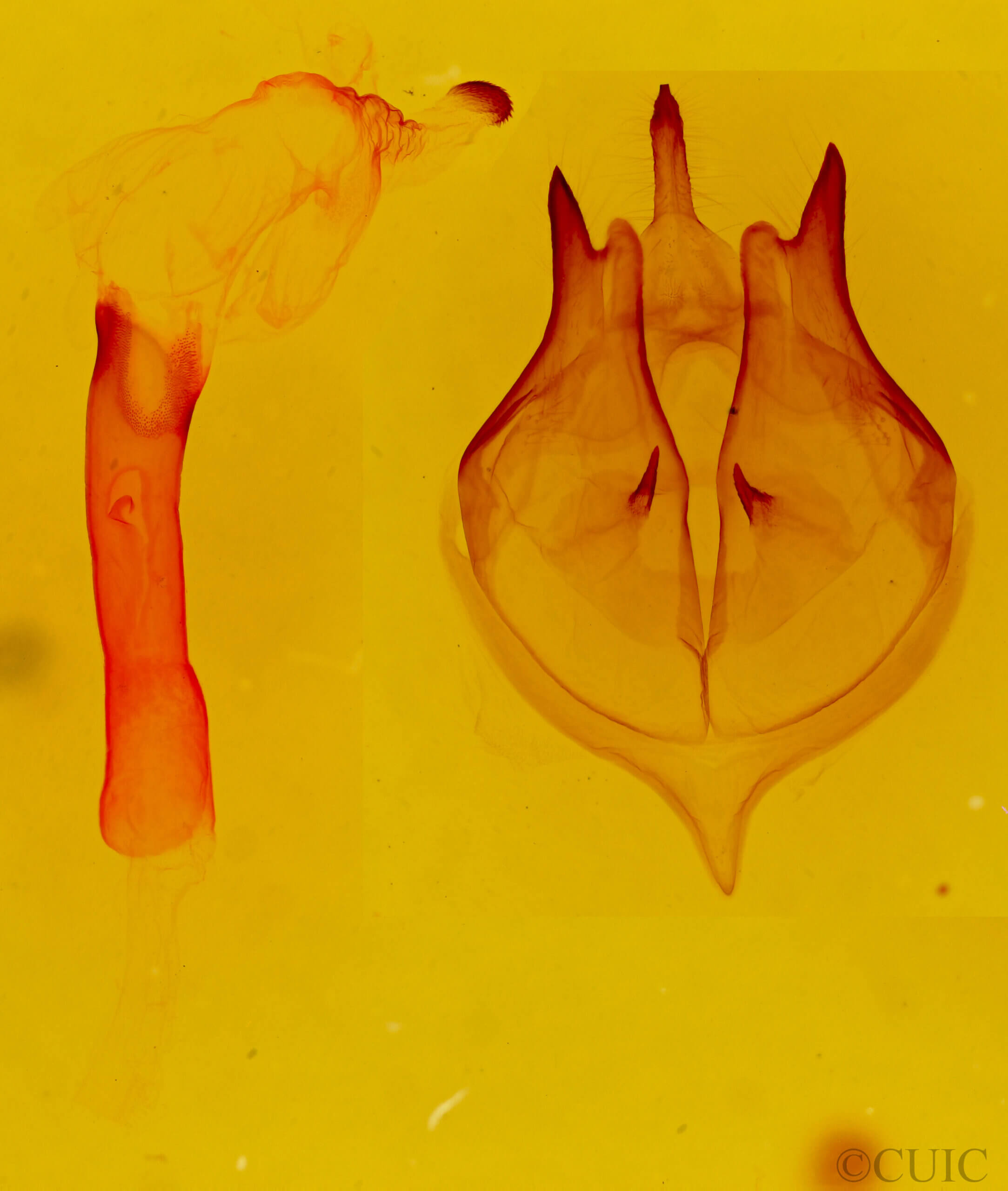 genitalia view of adult Bertholdia trigona