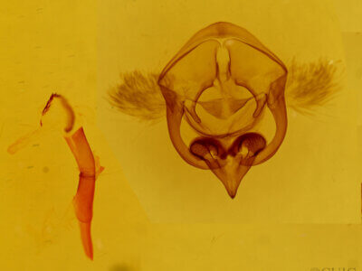 genitalia view of adult Euchaetes fusca