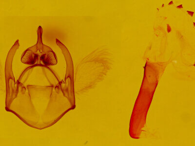 genitalia view of adult Euchaetes zella