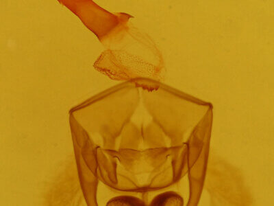 genitalia view of adult Euchaetes perlevis