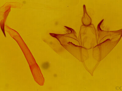 genitalia view of adult Bertholdia sp.
