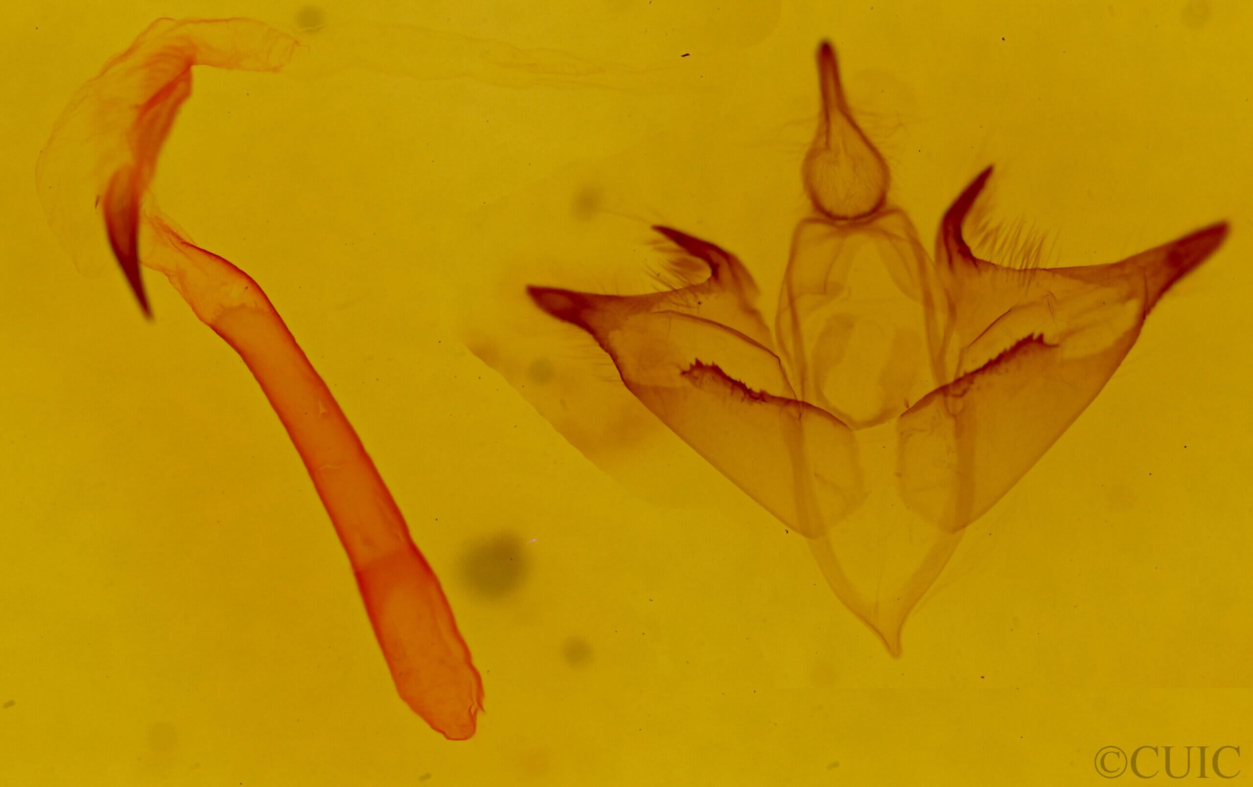 genitalia view of adult Bertholdia sp.