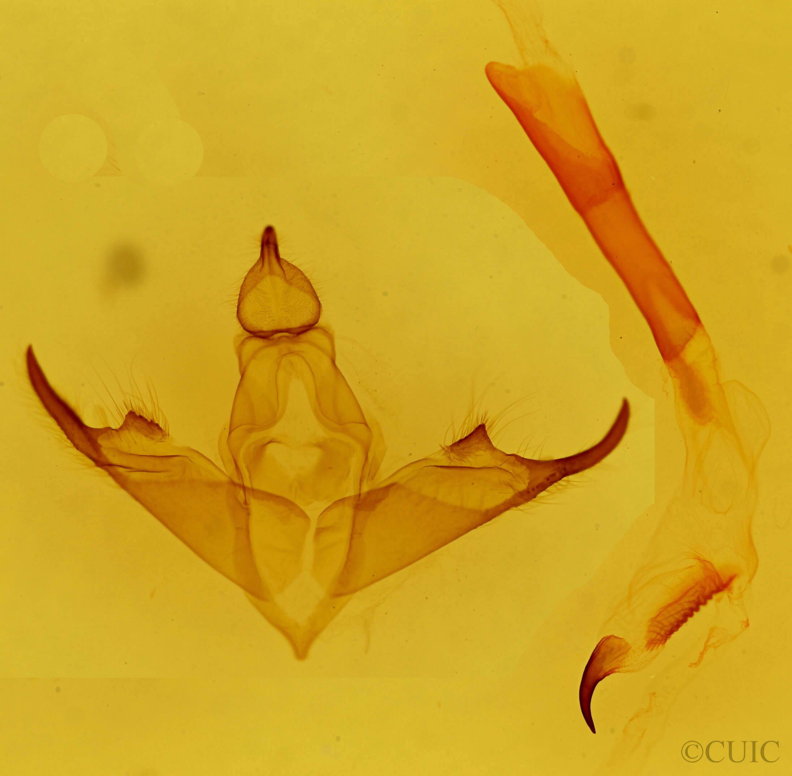 genitalia view of adult Bertholdia sp.