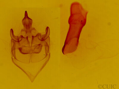 genitalia view of adult Bertholdia sp.