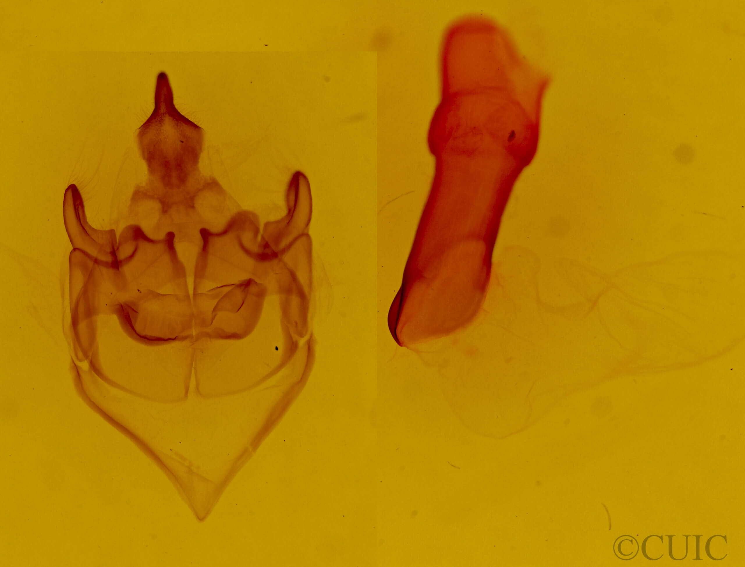 genitalia view of adult Bertholdia sp.