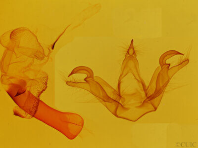 genitalia view of adult Calidota lacqueata