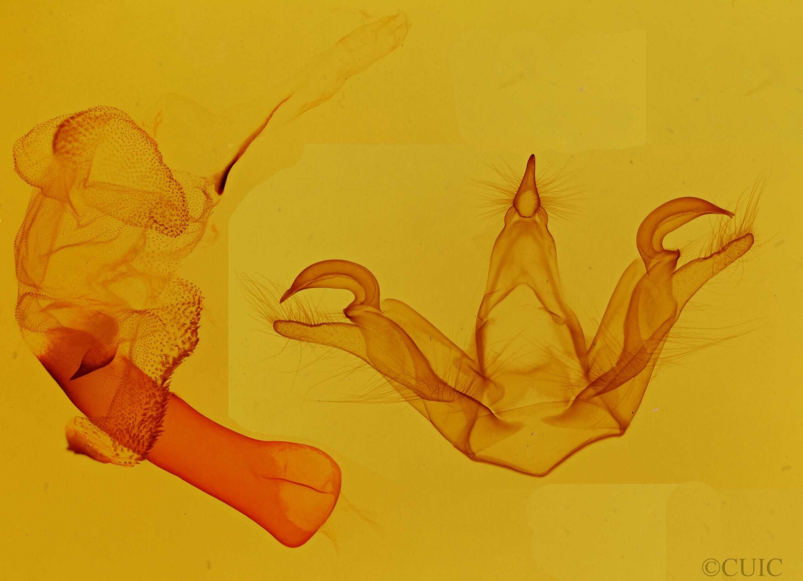 genitalia view of adult Calidota lacqueata