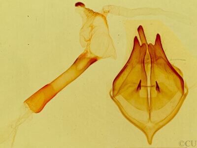 genitalia view of adult Bertholdia sp.