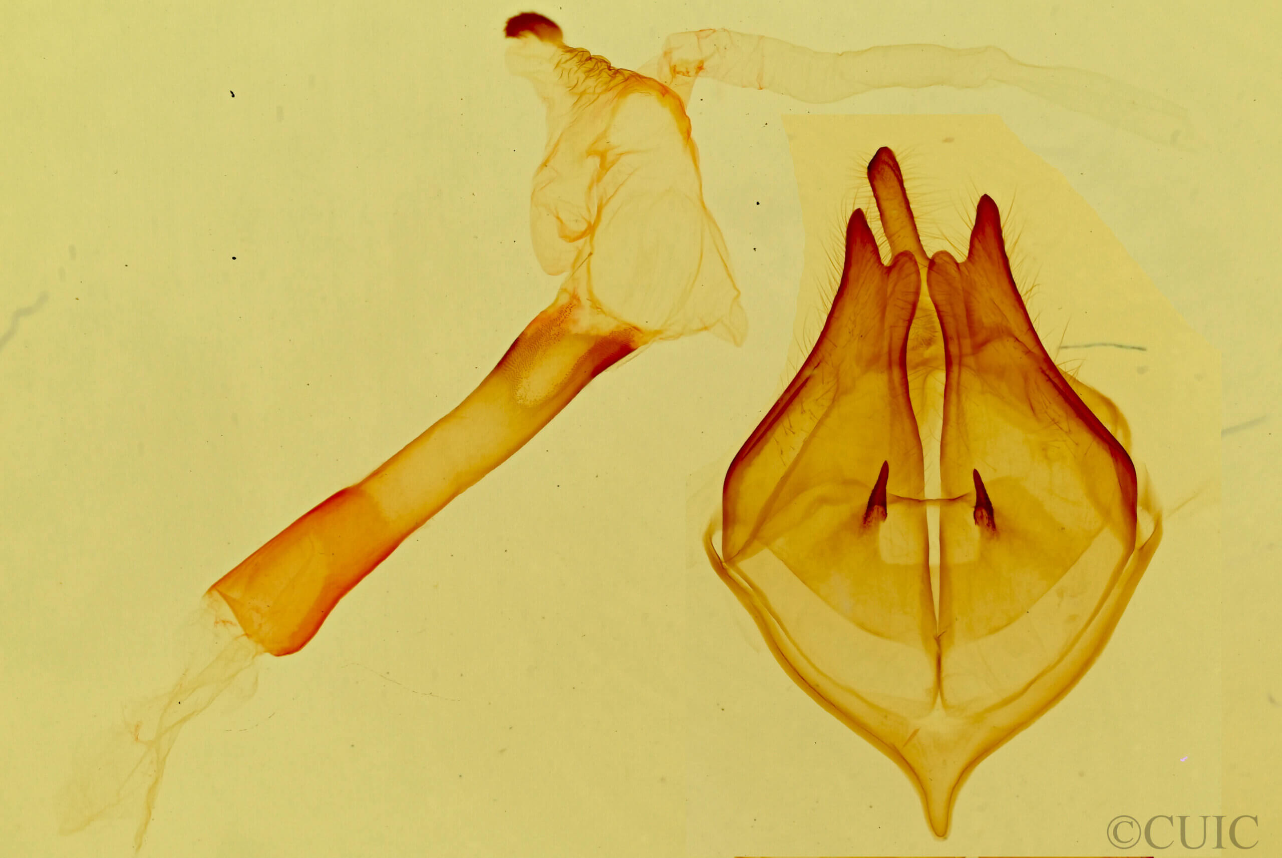 genitalia view of adult Bertholdia sp.