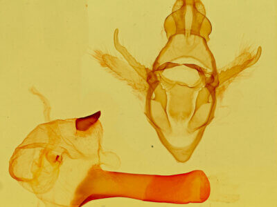 genitalia view of adult Paraeuchaetes insulata