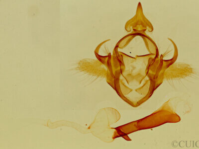 genitalia view of adult Pygoctenucha terminalis