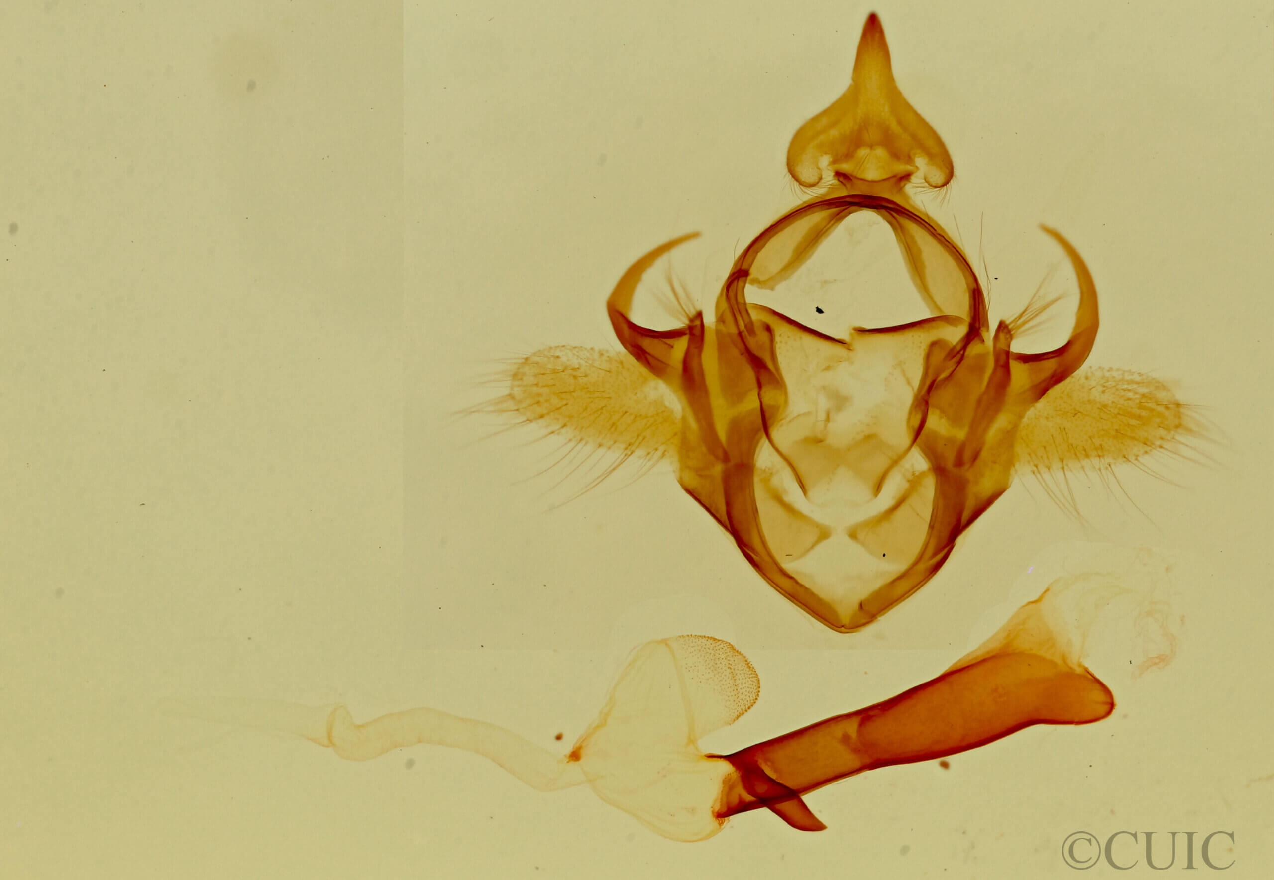 genitalia view of adult Pygoctenucha terminalis