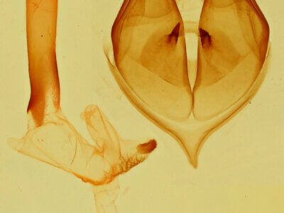 genitalia view of adult Bertholdia sp.