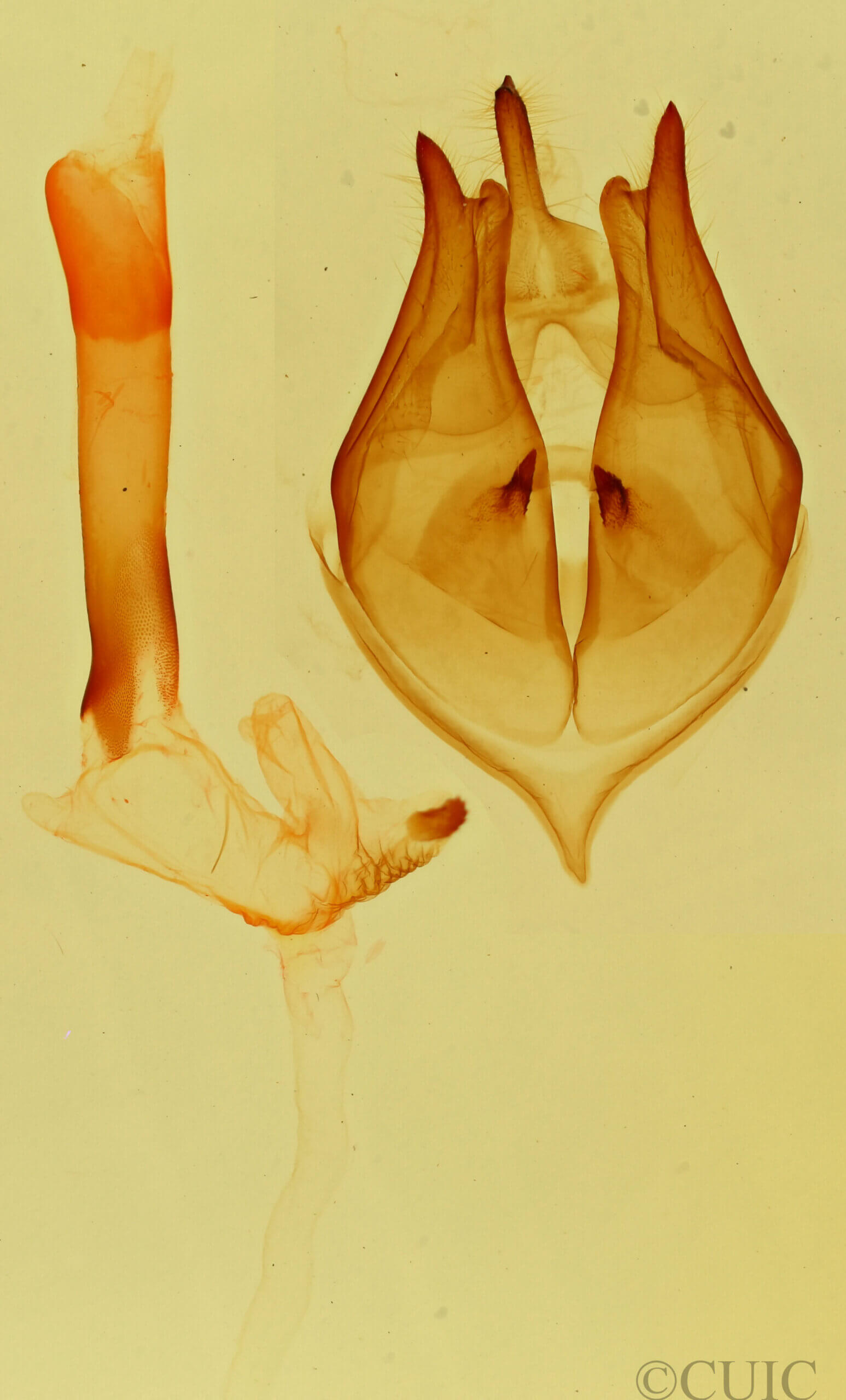 genitalia view of adult Bertholdia sp.