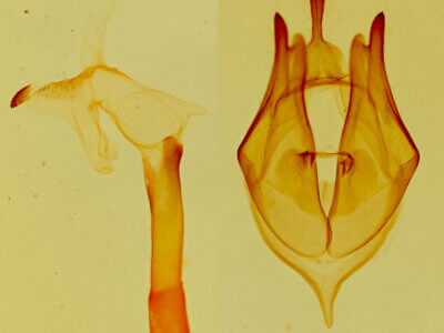 genitalia view of adult Bertholdia trigona