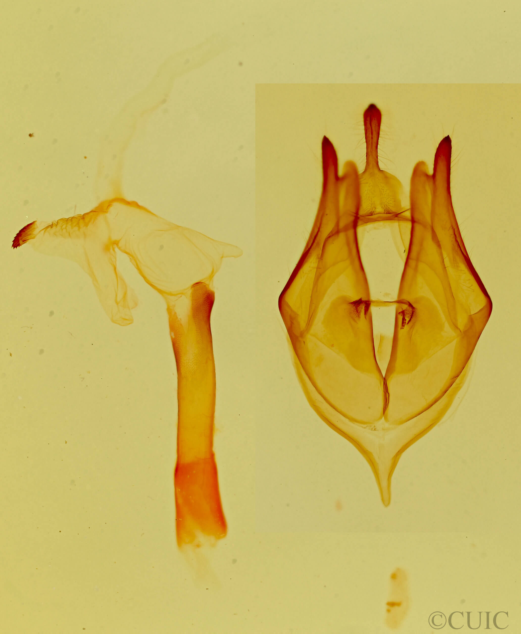 genitalia view of adult Bertholdia trigona
