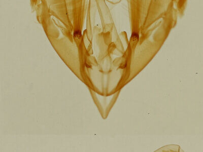 genitalia view of adult Tripudia balteata