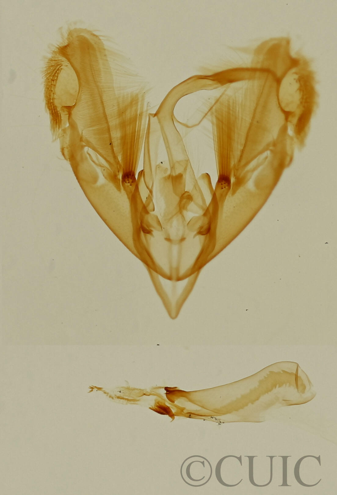 genitalia view of adult Tripudia balteata