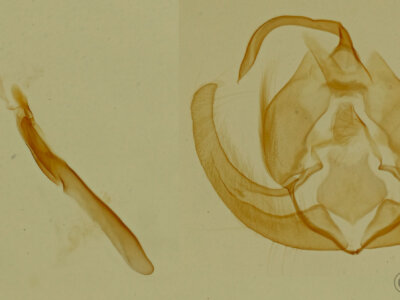 genitalia view of adult Ozarba propera