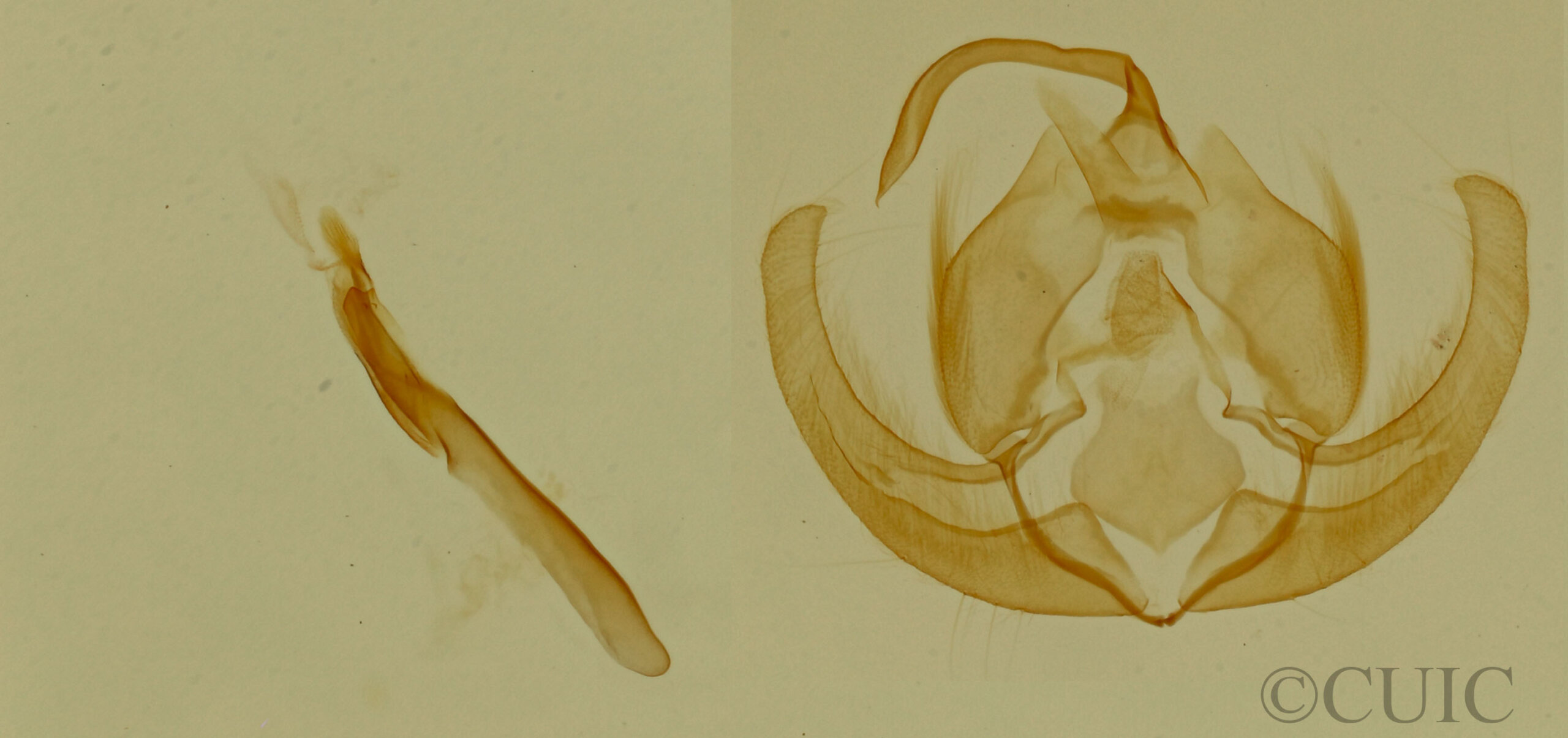 genitalia view of adult Ozarba propera