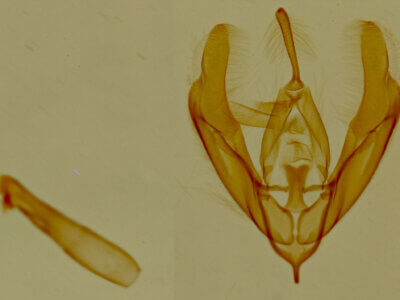 genitalia view of adult Nerastria sp.
