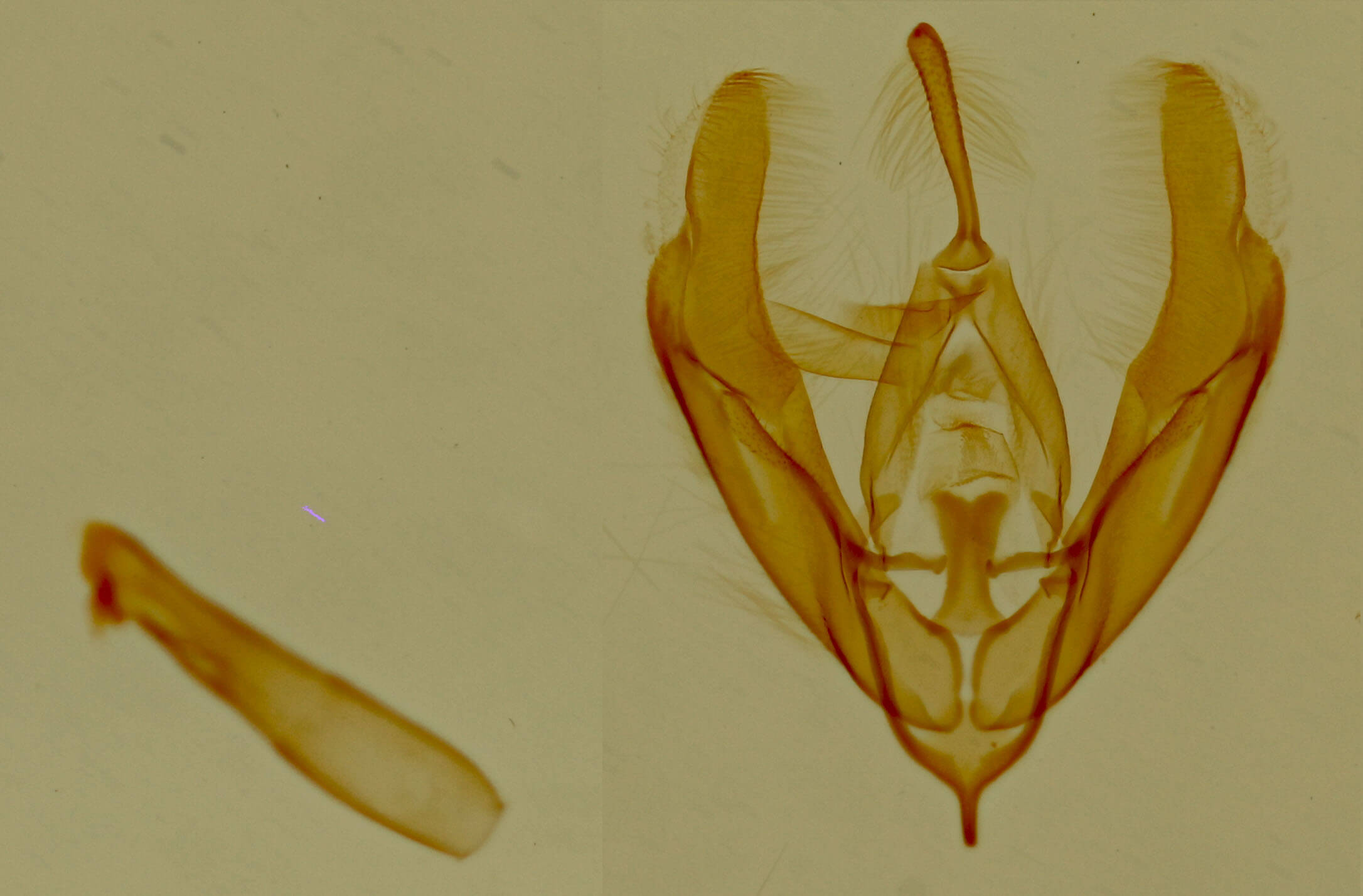 genitalia view of adult Nerastria sp.