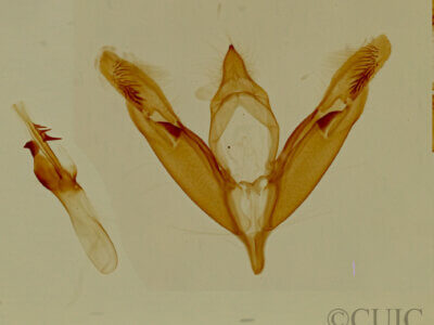 genitalia view of adult Tripudia limbatus