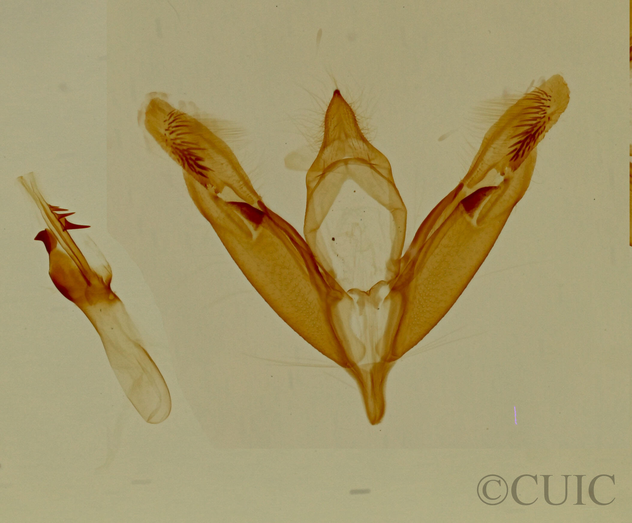 genitalia view of adult Tripudia limbatus