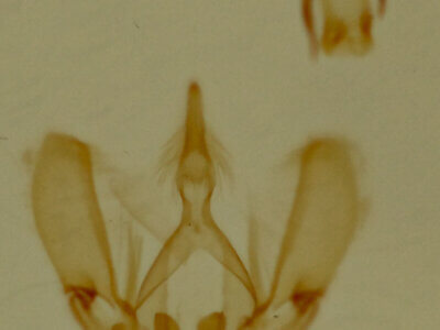 genitalia view of adult Tripudia flavifasciata