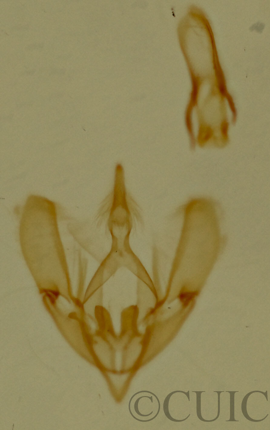 genitalia view of adult Tripudia flavifasciata