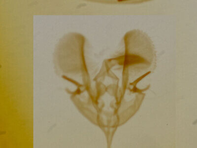 genitalia view of adult Tripudia quadrifera